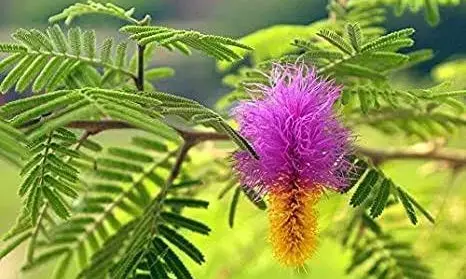 Dusshera 2022: दशहरा के दिन शमी पूजा का महत्व और लाभ, जानिए इस दिन कहां लगाएं ये पौधा