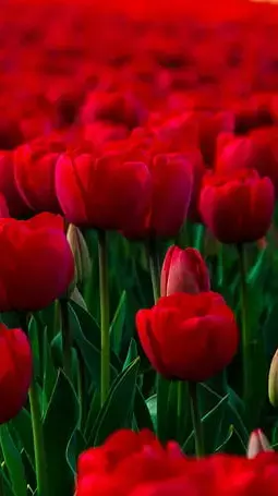 धनतेरस, नरक चतुर्दशी, दिवाली, गोवर्धन पूजा और भाई दूज