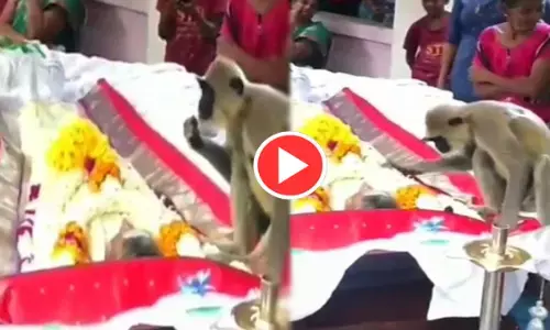 प्रेम की मिसाल!: इंसान की अंतिम विदाई में पहुंचा बंदर, शव के सिर के पास बैठकर किया ऐसा....देखिए वीडियो