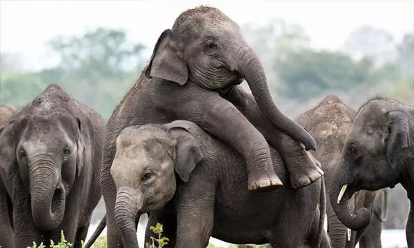 भारत में हाथियों की आबादी तेजी से सिकुड़ रही: 19 साल में 45 हजार से घटकर अब महज 27 हजार हाथी रह गए