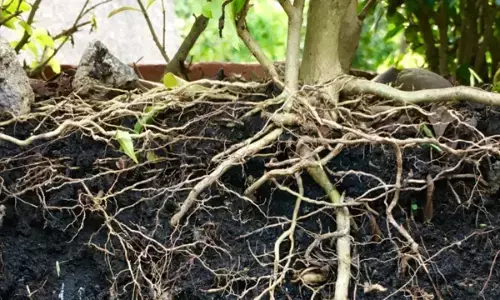 Amazing benefits of a plant root: क्या आप जानते हैं एक जड़ी आपको अमीर बना सकती है? अगर नहीं जानते तो पढ़िए यहां...