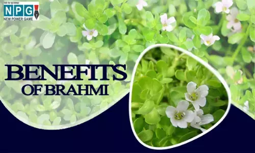 Benefits of brahmi: कफ, डिप्रेशन और मिर्गी, सबसे लड़ने में कारगर है ब्राह्मी, घर-घर में शामिल हुई वटी, चूर्ण और शर्बत के रूप में