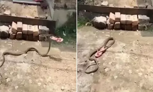 Video चप्पल चोर सांप: महिला ने सांप को भगाने के लिए चप्पल फेंका तो उसे ही ले गया सांप, देखें ये वायरल वीडियो