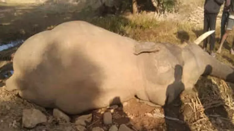 एक और हाथी की मौत: सूरजपुर में महीनेभर में दूसरे हाथी का शव मिला, वन विभाग ने शुरू की जांच