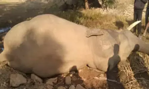 एक और हाथी की मौत: सूरजपुर में महीनेभर में दूसरे हाथी का शव मिला, वन विभाग ने शुरू की जांच