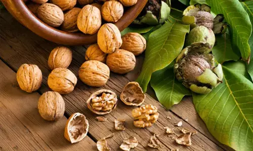 Benefits of walnuts: पुरुषों की यौन शक्ति के लिए खास है अखरोट, दिल और दिमाग को भी रखता है स्वस्थ, जानिए अखरोट ड्रिंक और अखरोट फेस पैक बनाने का तरीका भी