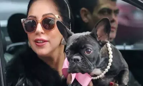 मशहूर सिंगर के कुत्ते को मारी गोली, आरोपी को मिली ऐसी कड़ी सजा, अब दूसरा शख्स ऐसा करने से पहले दस बार सोचेगा