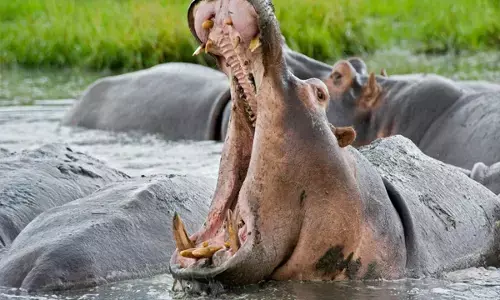 दिल दहला देने वाली घटना: खेल रहे 2 साल के बच्‍चे को जिंदा निगल गया दरियाई घोड़ा, शख्स ने मारे पत्थर और फिर...