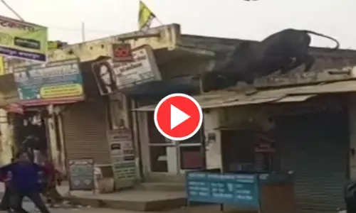 VIDEO-घर की छत पर चढ़ विशालकाय सांड: अचानक रोड पर लगाई छलांग, देखिए फिर क्या हुआ...