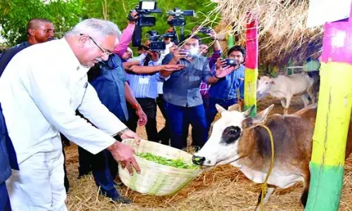 ग्रामीण अर्थव्यवस्था का आधार बनी गोधन न्याय योजना