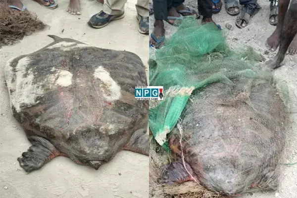 Video-Oh My God!..छत्तीसगढ़ में मिला इतना बड़ा कछुआ, देखने उमड़ी भीड़...वजन और आकर देखकर आंखों पर नहीं होगा यकिन...