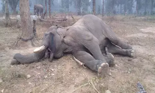 Civil Bahadur Elephant Death: छत्तीसगढ़ के सबसे बुजुर्ग हाथी की मौत, 72 साल की उम्र में सिविल बहादुर ने दुनिया को कहा अलविदा