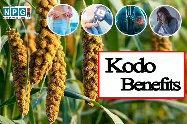 Kodo Benefits: छत्तीसगढ़ का प्रिय अनाज कोदो, इस मिलेट के फायदे आपको हैरान कर देंगे