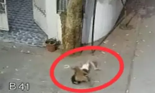 खौफनाक VIDEO: खेल रही मासूम बच्ची पर आवारा कुत्ते ने किया हमला, गाल नोंच निकल लिया मांस...