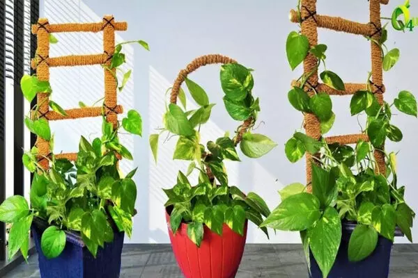 Money Plant Facts: मनी प्लांट का पौधा आपके घर में भी लगा है तो जान लीजिए इससे जुड़े फायदे-नुकसान Money Plant Facts: मनी प्लांट का पौधा आपके घर में भी लगा है तो जान लीजिए इससे जुड़े फायदे-नुकसान