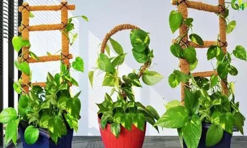 Money Plant Facts: मनी प्लांट का पौधा आपके घर में भी लगा है तो जान लीजिए इससे जुड़े फायदे-नुकसान