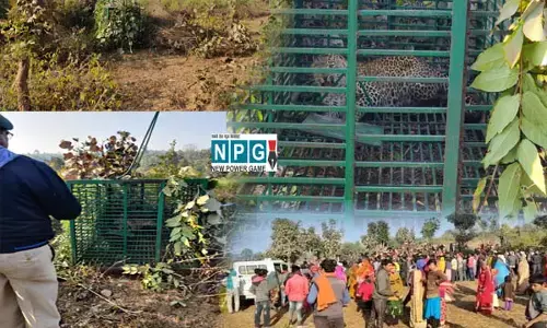 Chhattisgarh leopard trapped in cage-मुर्गा के चक्कर में फंसा आदमखोर तेंदुआ:  तीन लोगों की जान लेने वाला आदमखोर तेंदुआ पकड़ाया, वन विभाग ने ऐसे पकड़ा...