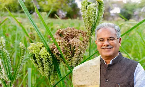 देश में मिलेट हब बन रहा छत्तीसगढ़...