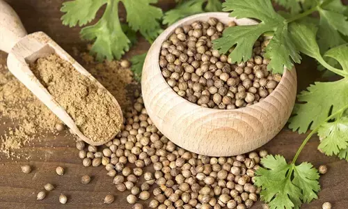 Benefits of coriander: धनिया के बीज हों या हरी पत्तियाँ, हर रूप में हैं ये पोषक तत्वों का खजाना,जानिए इसके फायदे...