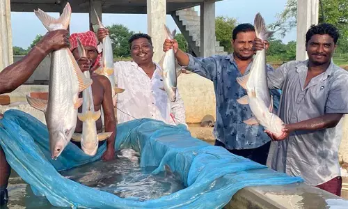 मछली पालन से 500 करोड़ का टर्न ओवर, 3000 से अधिक किसान मछली बीज का विभिन्न राज्यों को कर रहे निर्यात