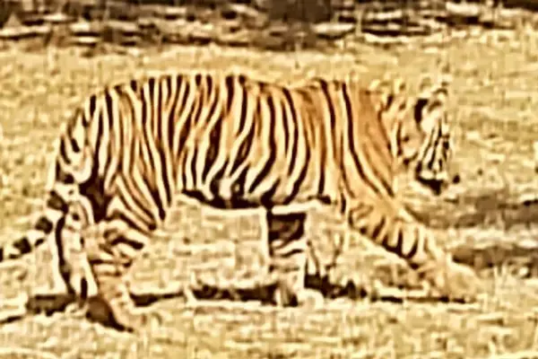 छत्तीसगढ़ के मिनी-जू में बाघ के नर शावक मितान की मौत, मचा हड़कंप...