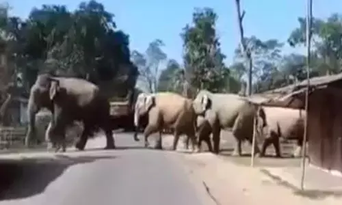 Chhattisgarh News-Video: जंगली हाथियों का दल पहुंचा बिलासपुर, वन विभाग ने जारी किया अलर्ट...
