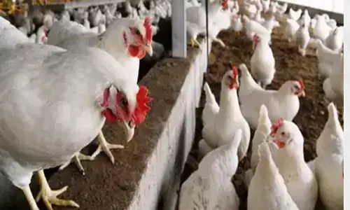 छत्तीसगढ़ में वर्ड प्लू की दस्तक! 4 हजार से ज्यादा मुर्गियों की मौत से हड़कंप, पशु विभाग ने ब्लड सैंपल लेकर जांच की शुरू