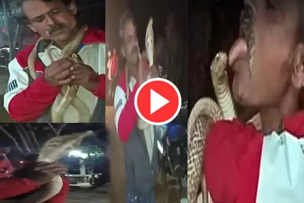 सांप को चूम रहा था युवक, मुंह में डाली उंगलियां...स्टंटबाजी के चक्कर में हुई मौत...देखें वीडियो...