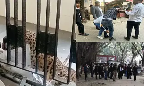 कोर्ट में घुसा तेंदुआ: वकील, पुलिस समेत पांच घायल...जजों ने कमरे में बंद होकर बचाई जान...