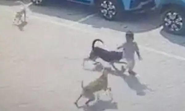 3 कुत्तों के हमले से मासूम की मौत: 4 साल के बच्चे को पहले नोचा, फिर गर्दन पकड़कर कार के नीचे घसीटते हुए ले गए...देखिए वीडियो...