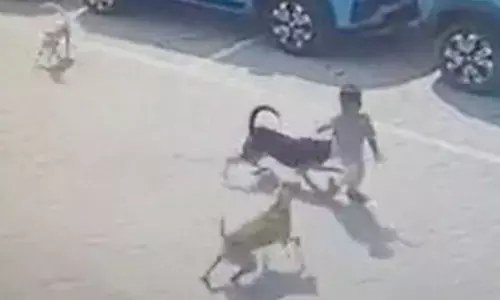 3 कुत्तों के हमले से मासूम की मौत: 4 साल के बच्चे को पहले नोचा, फिर गर्दन पकड़कर कार के नीचे घसीटते हुए ले गए...देखिए वीडियो...