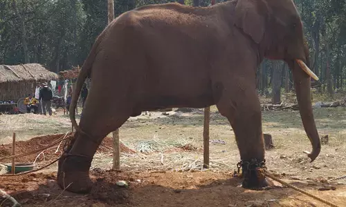 सोनू हाथी को पकड़कर बंधक बनाने का मामला पहुंचा कोर्ट, 15 मार्च तक हाई कोर्ट ने मांगा शासन से जवाब...