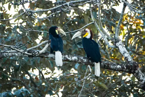 Hornbill की Love Story : लैला-मजनू और हीर-रांझे की तरह हॉर्नबिल पक्षी की लव स्टोरी, नर नहीं लौटा तो पूरे परिवार की मौत