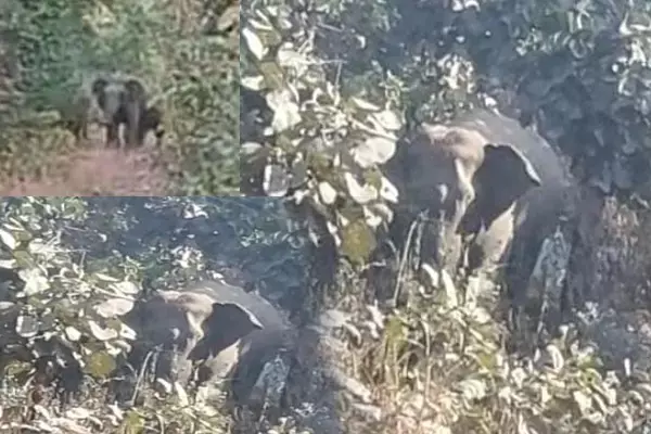 VIDEO-हाथियों का डेरा: कोरबा के जंगलों में 50 से ज्यादा हाथियों का डेरा, लोग दहशत में, वन विभाग ने किया अलर्ट....