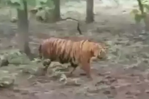 Tiger In Chhattisgarh: वाड्रफनगर रेंज में बाघ ने गाय और जंगली सुअर का शिकार किया, NH के किनारे दिखा, लोगों में दहशत....