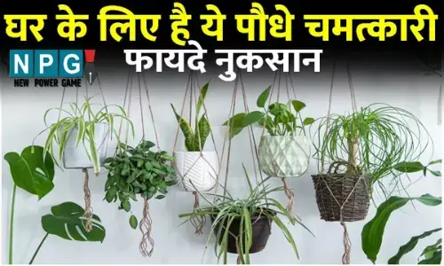 Home Lucky Plants Vastu Tips: घर के लिए है ये पौधे चमत्कारी, जरूर लगाएं, बरसेगी मां लक्ष्मी की कृपा...