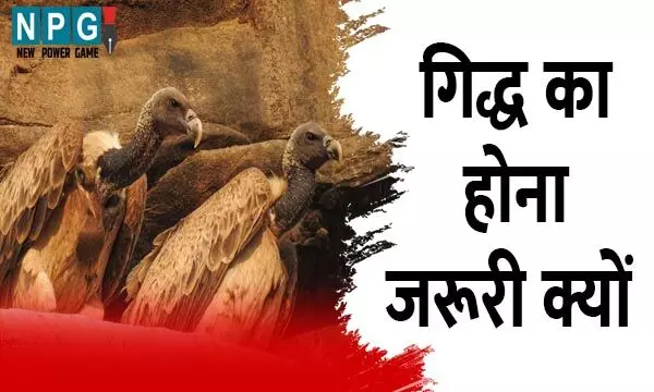 Indian Vulture: देश में गिद्धों की संख्या 4 करोड़ से घटकर 60 हजार पर आ गई, गिद्धों को प्राकृतिक सफाई कर्मी क्यों कहा जाता है...उनका होना क्यों जरूरी है, पढ़िये इस खबर को...