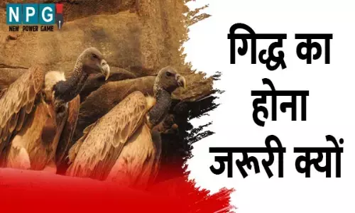 Indian Vulture: देश में गिद्धों की संख्या 4 करोड़ से घटकर 60 हजार पर आ गई, गिद्धों को प्राकृतिक सफाई कर्मी क्यों कहा जाता है...उनका होना क्यों जरूरी है, पढ़िये इस खबर को...