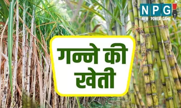 Chhattisgarh News: यदि आप गन्ना उत्पादक किसान हैं तो इस खबर को जरूर पढ़ें....