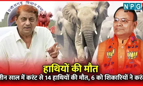 CG 55 हाथियों की मौत : तीन साल में करंट से 14 हाथियों की मौत, 6 को शिकारियों ने करंट लगाकर मारा