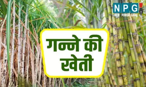 Chhattisgarh News: यदि आप गन्ना उत्पादक किसान हैं तो इस खबर को जरूर पढ़ें....
