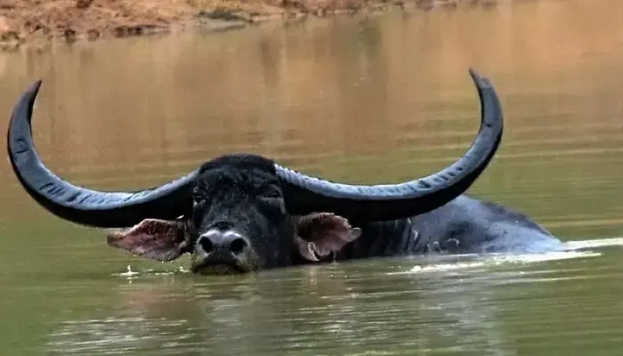 CG-वन भैंसा पर ब्रेक: वन विभाग की टीम वन भैंसा लेने असम गई...इधर हाई कोर्ट ने लगा दी रोक...