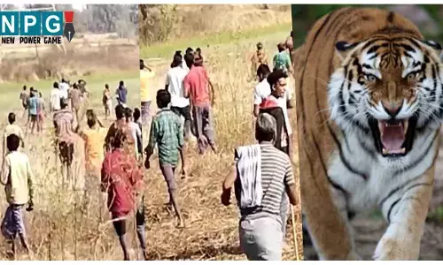 Tiger in Chhattisgarh बाघ के हमले से 2 युवक की मौत : लकड़ी बीनने जंगल में गए तीन युवकों पर बाघ ने किया हमला, 2 की मौत, एक गंभीर; स्कूल बंद...