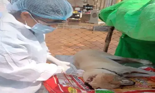 Dog Sterilization: रायपुर में स्ट्रीट डॉग का नसबंदी करने वेटनरी डाक्टरों को ट्रेनिंग, पहली बार अमरीकन किट से रेबीज़ टेस्ट...