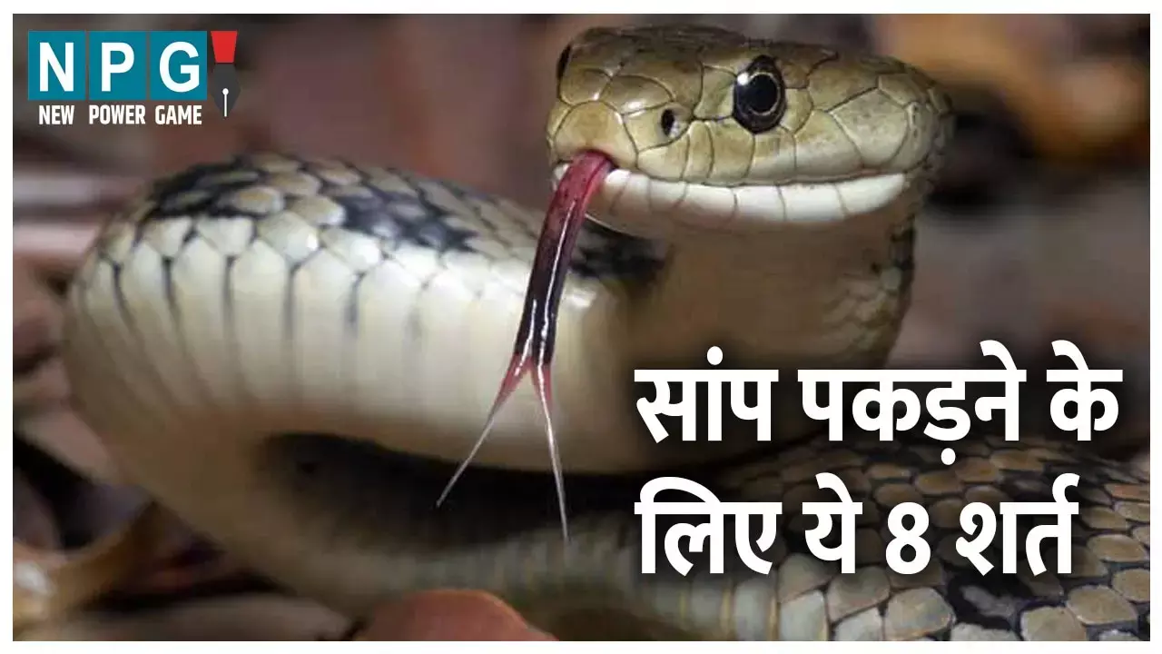 Snake Rescue in Chhattisgarh: सांप पकड़ने के लिए इन 8 शर्तों पर एक साल के लिए फारेस्ट विभाग देता है परमिशन, वरना जाना पड़ सकता है जेल... Snake Rescue in Chhattisgarh: सांप पकड़ने के लिए इन 8 शर्तों पर एक साल के लिए फारेस्ट विभाग देता है परमिशन, वरना जाना पड़ सकता है जेल...