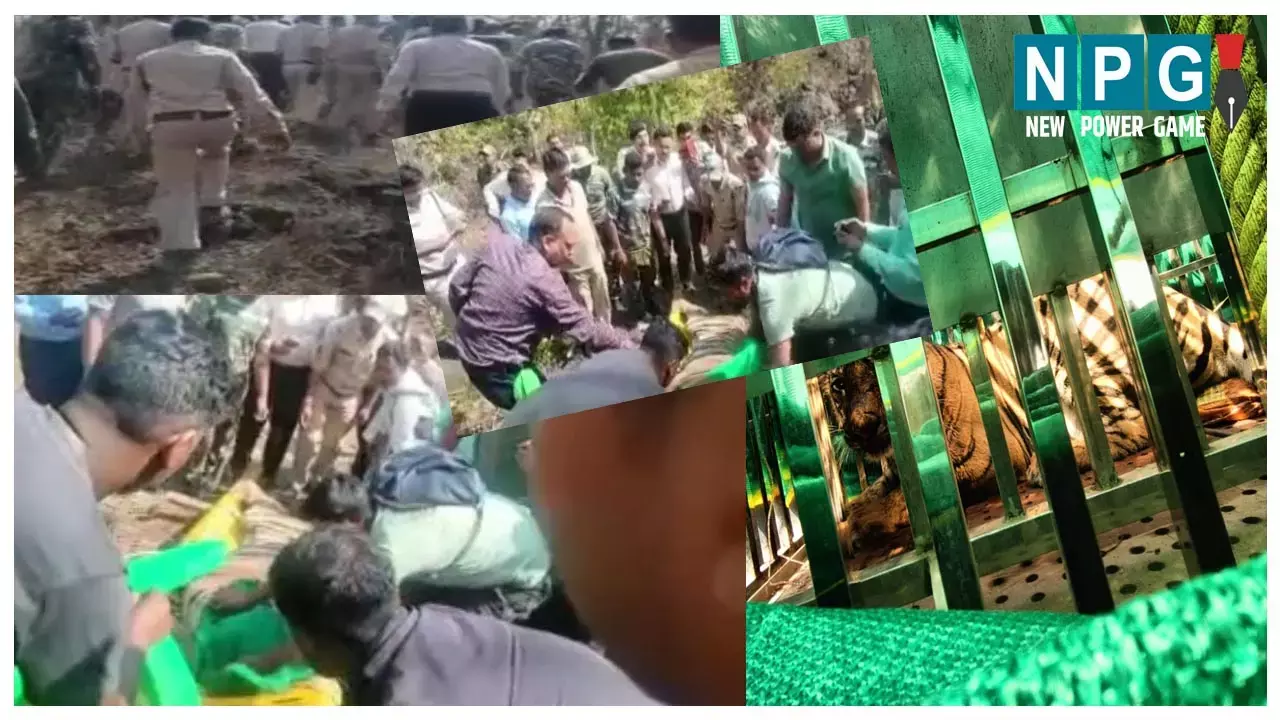 Tigress in Chhattisgarh जख्मी बाघिन : जंगल में तीन युवकों से भिड़ने के बाद घायल बाघिन का वन विभाग के किया रेस्क्यू, ट्रक में लाएंगे जंगल सफारी
