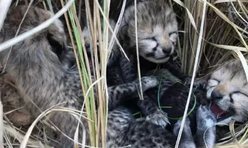 Kuno National Park: नामीबिया से आई मादा चीता सियाया ने चार शावकों को दिया जन्म, चीतों का कुनबा बढ़ा, देखें Video