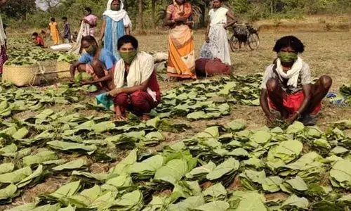 CG Tendupatta News: तेंदुपत्ता किसानों के लिए अच्छी खबर, राज्य में अप्रैल के तीसरे सप्ताह से तेंदूपत्ता संग्रहण का कार्य होगा शुरू