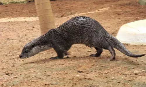 अच्छी खबर : छत्तीसगढ़ के कोरबा में मिला एक और दुर्लभ जीव यूरेशियन ऊदबिलाव, जानें कहां पाए जाते हैं ये जलीय स्तनपायी