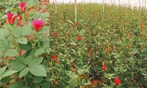 Chhattisgarh rose-छत्तीसगढ़ के इस जिले में हो रही गुलाब की हाईटेक खेती: राजधानी सहित राज्य के बड़े शहरों में हो रही डच वैरायटी की आपूर्ति